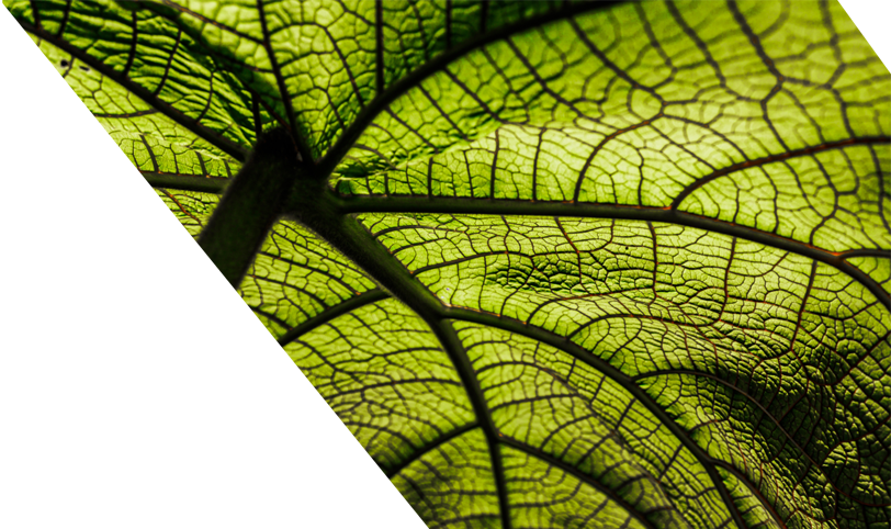 Leaf Close-up